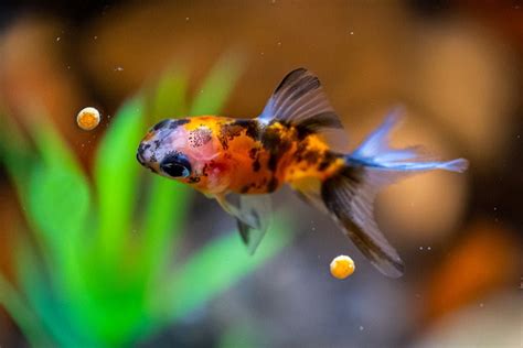 Best Fish Food For Goldfish - Pet Food Guide