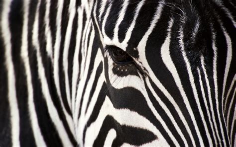 Zebra Close-Up wallpaper | 2560x1600 | #14648