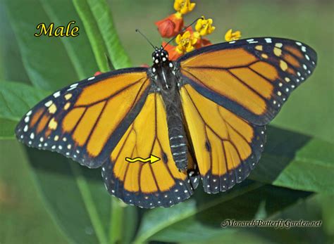 Male or Female Monarch Butterflies Difference? Butterfly Pictures ...