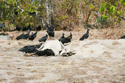 Eat Crow Background Images, HD Pictures and Wallpaper For Free Download ...