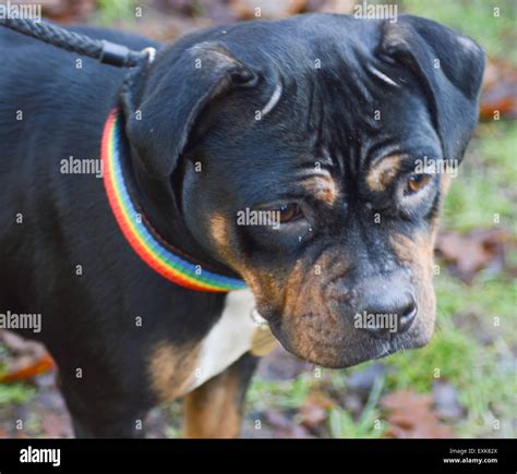 Tri-coloured staffordshire bull terrier rescue dog Stock Photo - Alamy