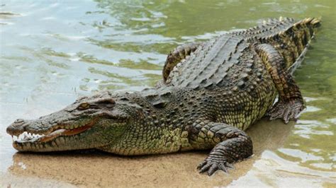 Ganges River Crocodiles