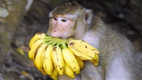 Amazing Monkey Eating Banana - If He Eat All These Banana in one Time ...