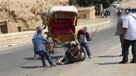 Horses Whipped and Forced to Haul Tourists in Egypt | PETA