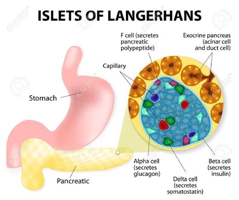 Hormones Secreted by Pancreas - TaliaabbFlowers