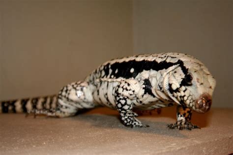 Blue Tegu | Cute reptiles, Cute wild animals, Reptiles pet