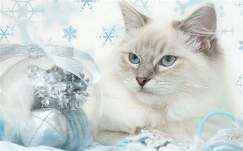 Christmas Kitten Wallpapers - Wallpaper Cave