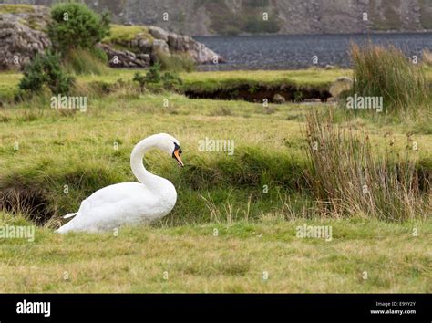 Swan by Wast Water in Lake District Stock Photo - Alamy