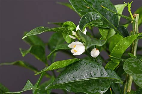 White Blooming Flower Of Yuzu Lemon Plant Stock Photo - Download Image ...