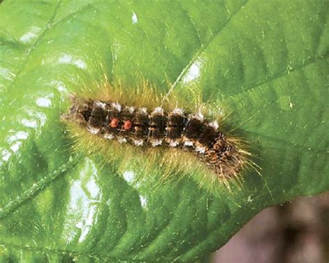 Browntail Moth Discovered in Portland - The West End News