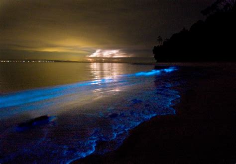 Bioluminescent Plankton by DreamMyWonderland on DeviantArt