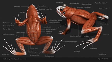 Frog Legs Anatomy