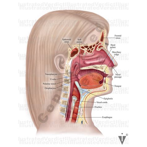 Stock Nose / Sinus: Normal Anatomy — Illustrated Verdict