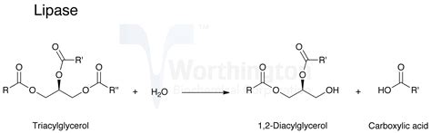 human biology - How do bile salts affect lipase activity? - Biology ...