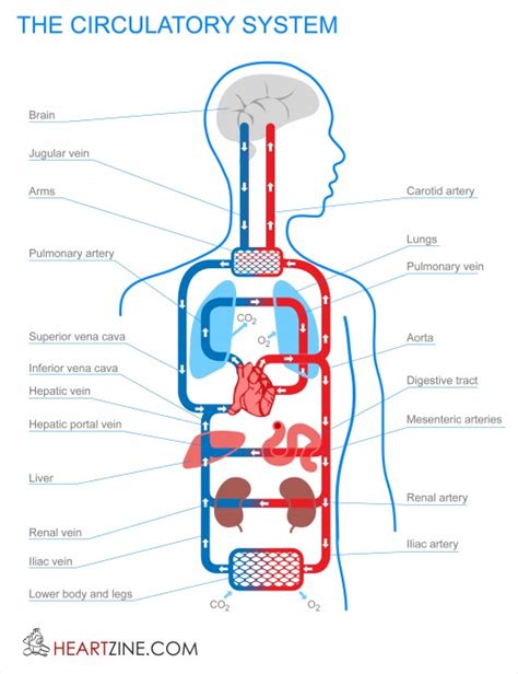 Comparative Anatomy: CIRCULATORY SYSTEM