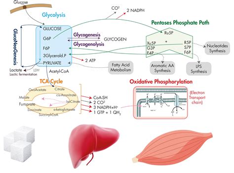 Glucose metabolism: study of pathways, enzymes and metabolites