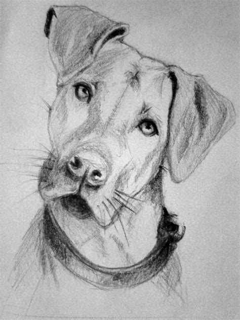 Dog sketch | Dog drawing, Realistic animal drawings, Pencil drawings of ...