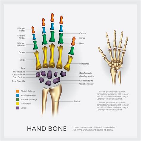 Hand Anatomy Bones Bones Anatomy Hand Bones Anatomy Bones