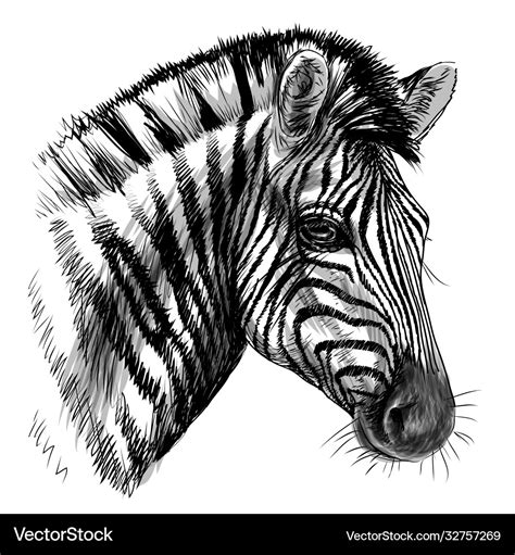 Zebra sketch black and white drawn portrait Vector Image