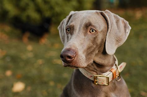 Male & Female Weimaraner Weights & Heights by Age → K-9 Specialist