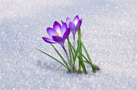 Best Crocus In Snow Stock Photos, Pictures & Royalty-Free Images - iStock