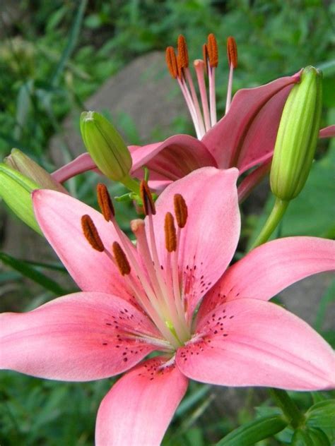 A Pink Tiger Lilly that I photographed. | Lily flower, Amazing flowers ...