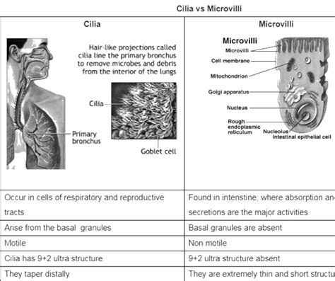 Are microvilli and cilia same