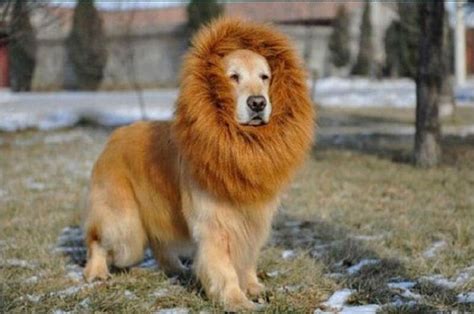 Top 10 dogs that look like lions