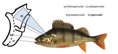 7: The four fused bones (a-d) of the operculum in European perch ...