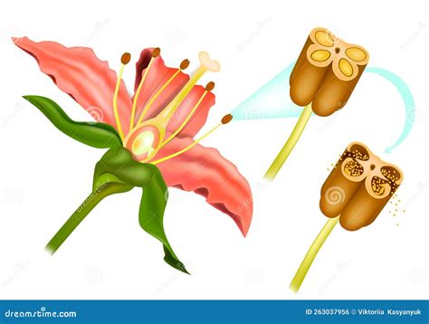 Stem Flower Cross Section Anatomy of Plant. Sexual Reproduction in ...