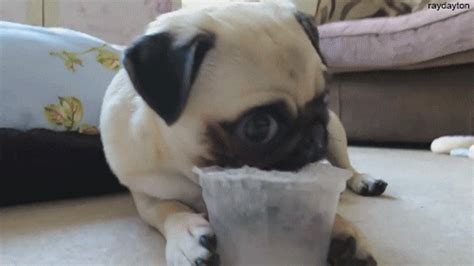 Pug S GIFs - Find & Share on GIPHY