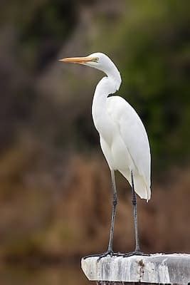 Egret VS Heron - Similarities and Differences