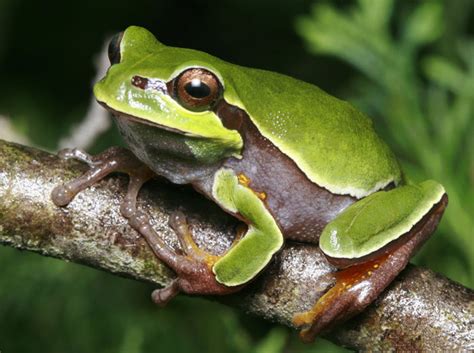 Pine Barrens Tree Frog 101: New Jersey's Colorful Native