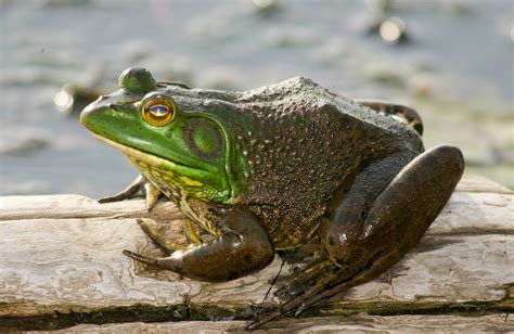 Frog Farming Facts | Missouri Department of Conservation