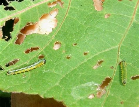 Life cycle stages of Hibiscus sawfly - Atomacera decepta - BugGuide.Net