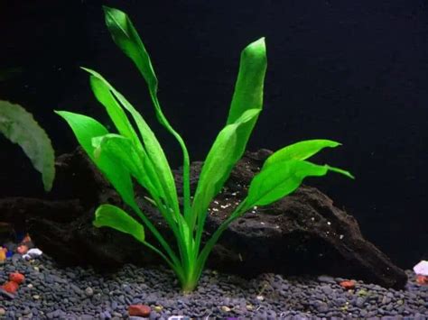 Amazon Sword Propagation - Plant Care & Growth - The Aquarium Adviser