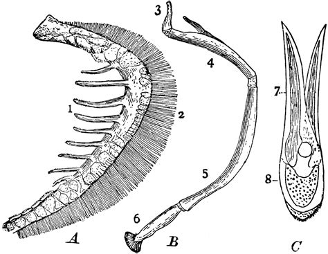 Parts of Fish Gills | ClipArt ETC Fish Anatomy, Theater Makeup, Makeup ...