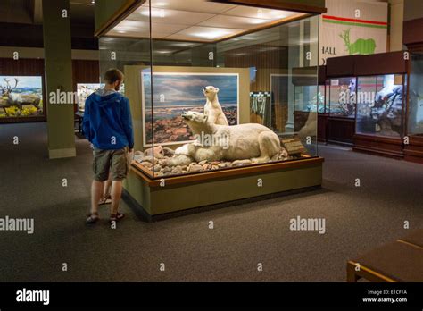 Carnegie museum of natural history in Pittsburgh PA Stock Photo - Alamy