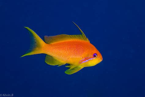 Pseudanthias squamipinnis | kevin bourdon | Flickr