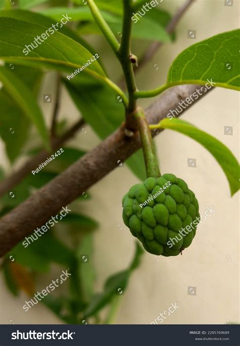 Srikaya Fruit Hanging Tree Leaves Background Stock Photo 2285769689 ...