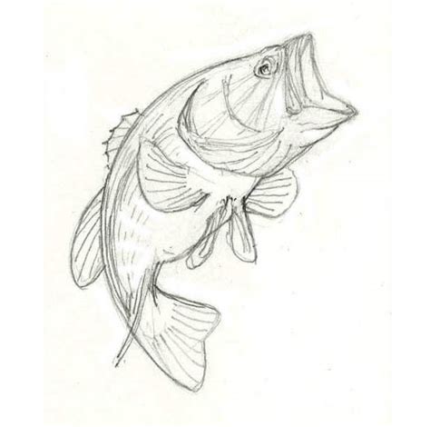 Drawing of a Largemouth Bass :: Behance