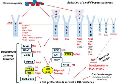 Cancers | Free Full-Text | Intrinsic Resistance to EGFR-Tyrosine Kinase ...