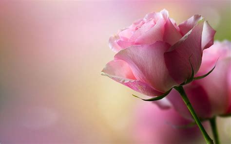 Pink Rose Wallpapers - Wallpaper Cave