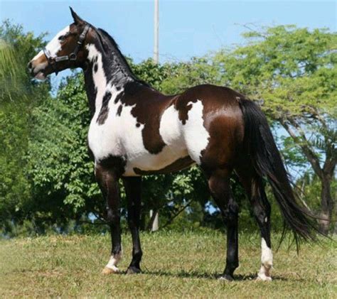 Pinto horse | Madalynn horse | Pinterest | Horse and Animal