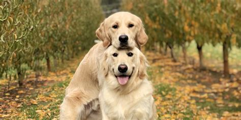 Two Golden Retriever Puppies