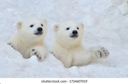 Two White Polar Bear Cubs Look Stock Photo 1724607019 | Shutterstock