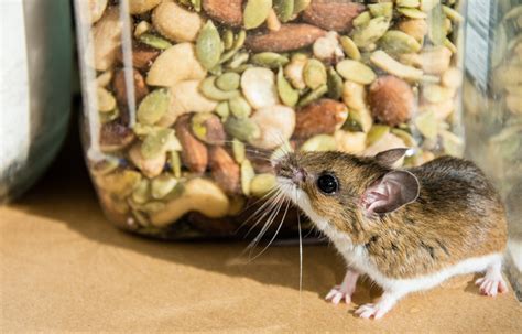 If You're Not Cleaning Up Pet Food, You’re Inviting Mice to Your Home