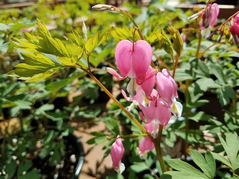 Dicentra Bleeding Heart 'Spectabilis' Pre-Order for Spring 2025 from ...