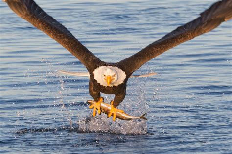 Though a bald eagle's diet typically consists of fish and other birds ...