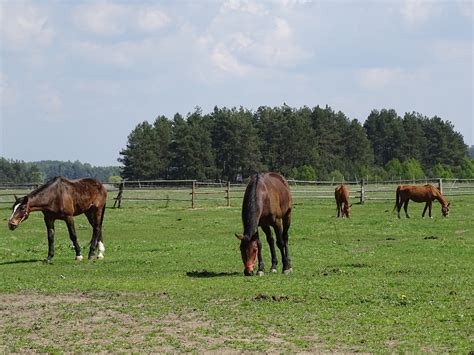 Horses,pasture land,grass,free pictures, free photos - free image from ...